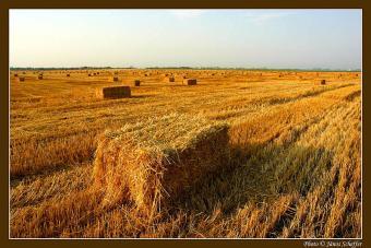 Great Land for sale with farm Szeged
