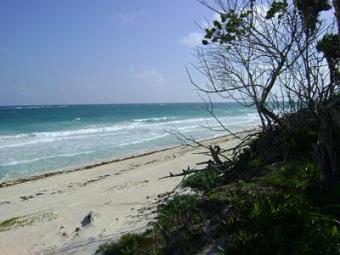 MLS-26386 Great oportunity Tulum