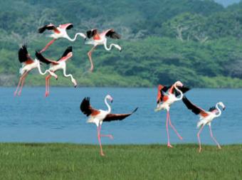 Beach Front Land Sale in Bundala Hambantota