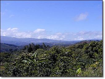 Highland Coffee Farm for Sale San Ramon
