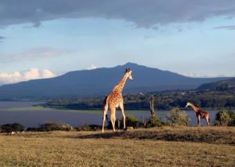 Fabulous lakeside property Naivasha