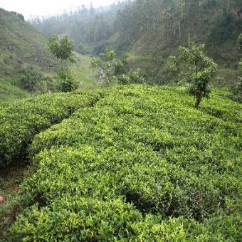 Estate for Sale (Nuwaraeliya ) Nuwaraeliya Colony