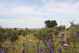 Plot to build a farm house Alentejo