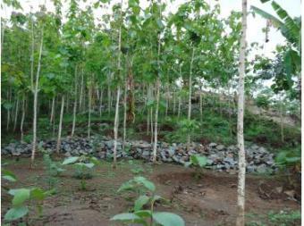 sale high land for villa or rest Geroeng, West Lombok
