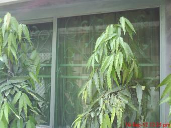 Iqbal town 11.5 marla house Lahore