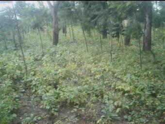 2 plots at kanunga-kiambu Kiambu