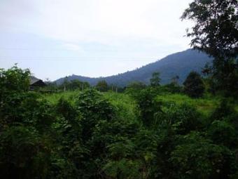 Orchard for sale Rayong