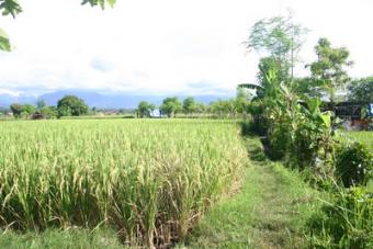 82 ara  55 million rupiah an ara Bali