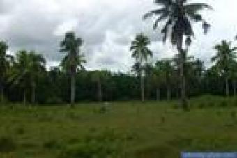 FARMLAND AT BURAUEN LEYTE Brgy Malabca Burauen Leyte