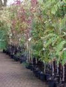 Uk Garden Centre Leaseback 15.9% Bath