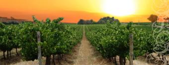 40.000 sqm for sale+ forest Giurgiu