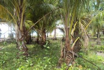 Plot of land El Nido El Nido