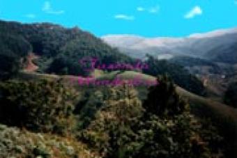 Plot of land S�o Pedro da Serra S�o Pedro Da Serra