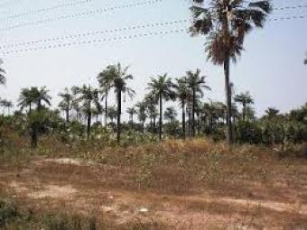 Plot of land Atan Ota Atan Ota