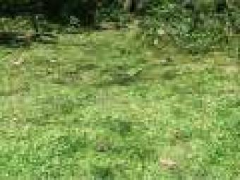 Plot of land PELMADULLA Pelmadulla