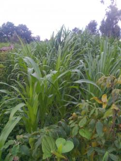Plot of land NAIROBI Nairobi