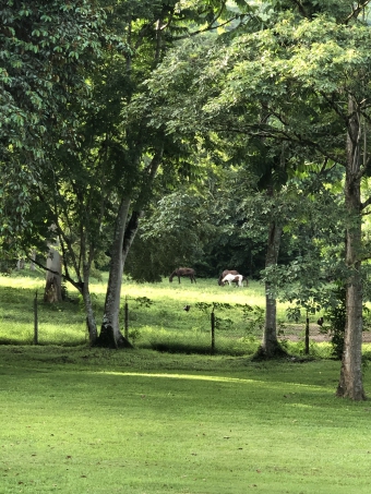 Prime 50-Acre Land Marouga