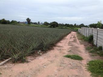 Plot of land Chonburi Chonburi