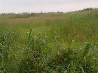 Acres of land Oyigbo Rivers State