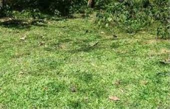 Plot of land Pelmadulla Pelmadulla