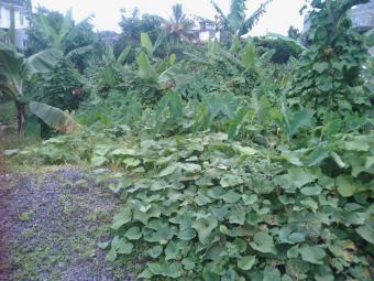 Plot of land Nouvelle France (savanne) Nouvelle France (savanne)