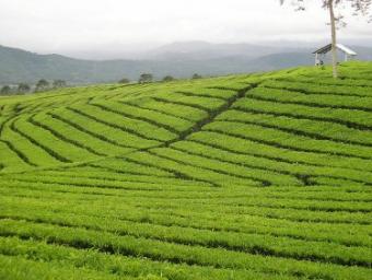 Plot: kiambu,Kericho,limuru etc Kericho