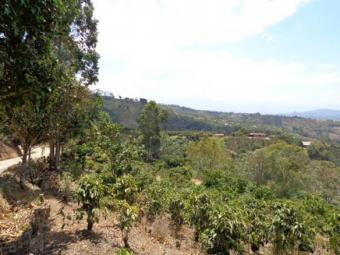 Land with coffe plantations Naranjo