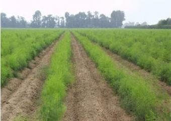 80,000 ha en Piura ,Peru Piura