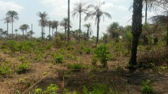 Development Freetown Freetown