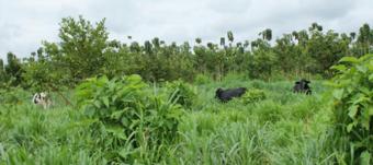 Plot of land Tena Tena