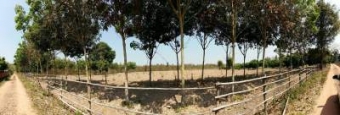 Plot of land Phayao Phayao