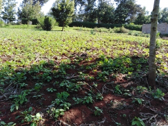 Plot of land Ngong Ngong