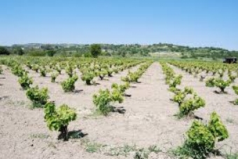 Plot of land Paphos Paphos