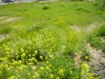 Land Limassol Limassol, Columbia