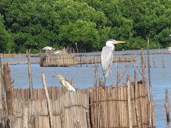 Lagoon Faced Land For sale Tangalle
