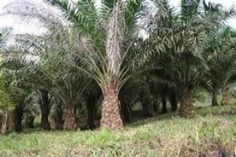 Land at Jenjarom, KLANG 2.2acre Jenjarom, Klang