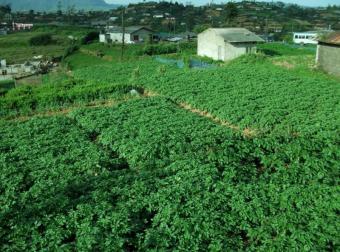 Land for Sale In Sri Lanka Nuwara Eliya