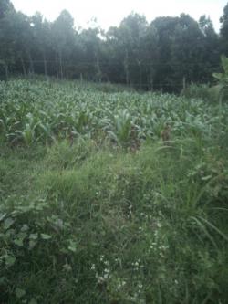 Plot of land Karura Karura
