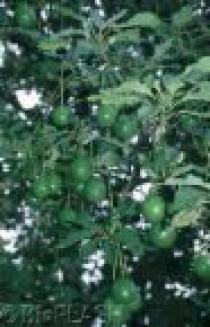 AVOCADO ORCHARD IN MEXICO Uruapan