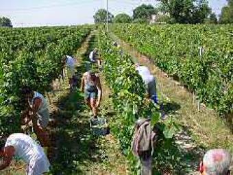 camping and wineyard in france Ajaccio