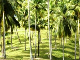 Land with Sea Views in Mirissa Mirissa Matara