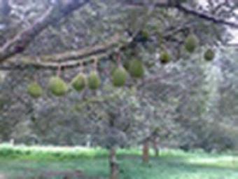 Durian Plantation for sale Raub