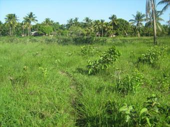 Plot for sale, Diani - Ukunda Kwale Diani   Settlement Scheme