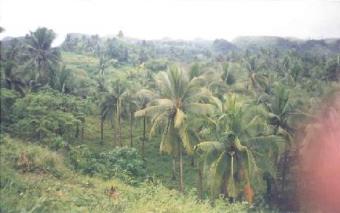 INCOME GENERATING AGRI LOT Masaraway