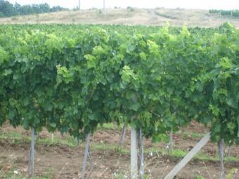 Vineyards for sale in Bulgaria Byala