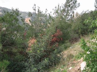 KORNET CHEHWAN Kornet Chehwan