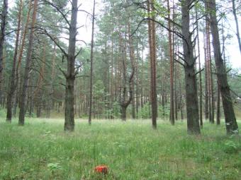 Sell Land in Riga Riga