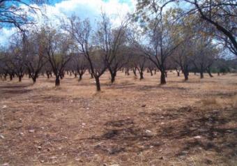 Cyprus Pafos 4202 m2 AGRICULTURA Paphos