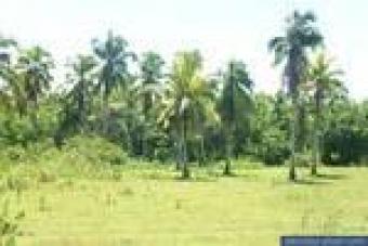 LOT FOR DEVELOPMNT TANAUAN LEYTE Tanauan