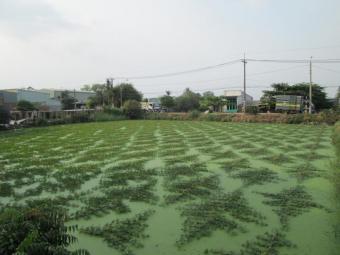Plot of land Ho Chi Minh City Ho Chi Minh City